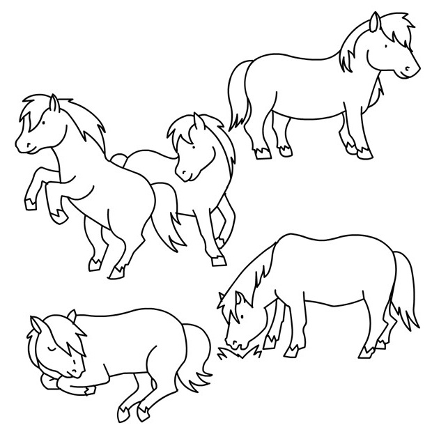 poney et chevaux