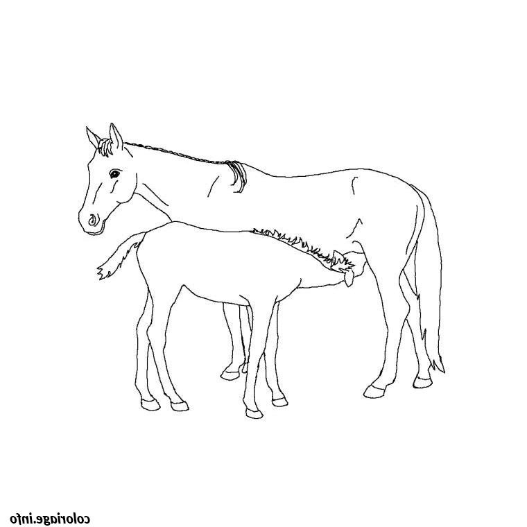 chevaux poulain coloriage 307
