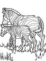 coloriage zebre sans rayures