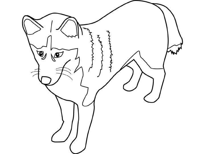 coloriage chien husky syberien
