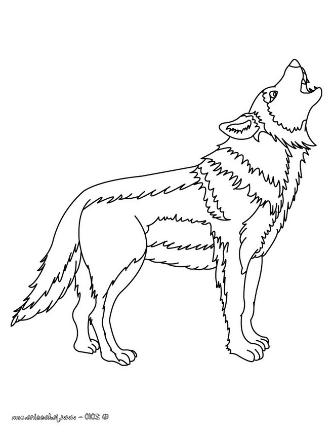 coloriage d un loup gris