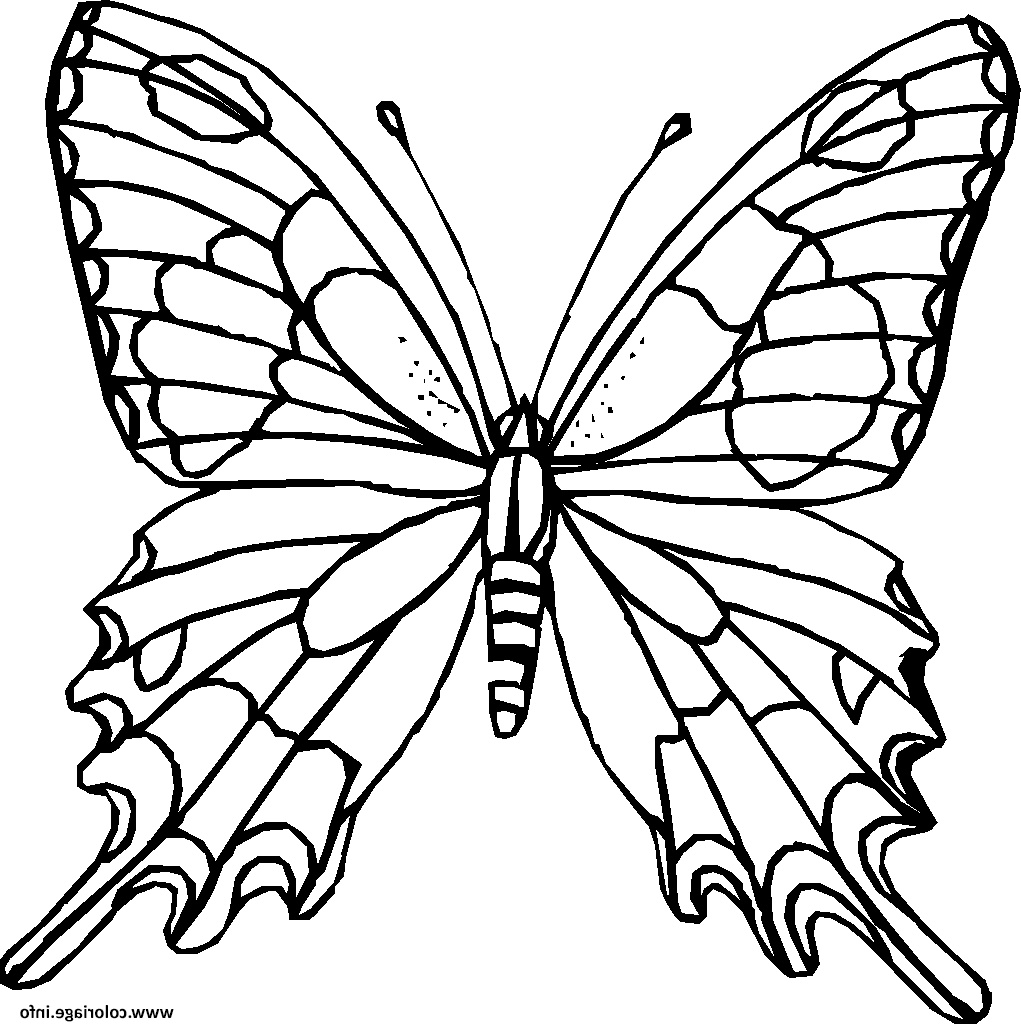 papillon 22 coloriage dessin