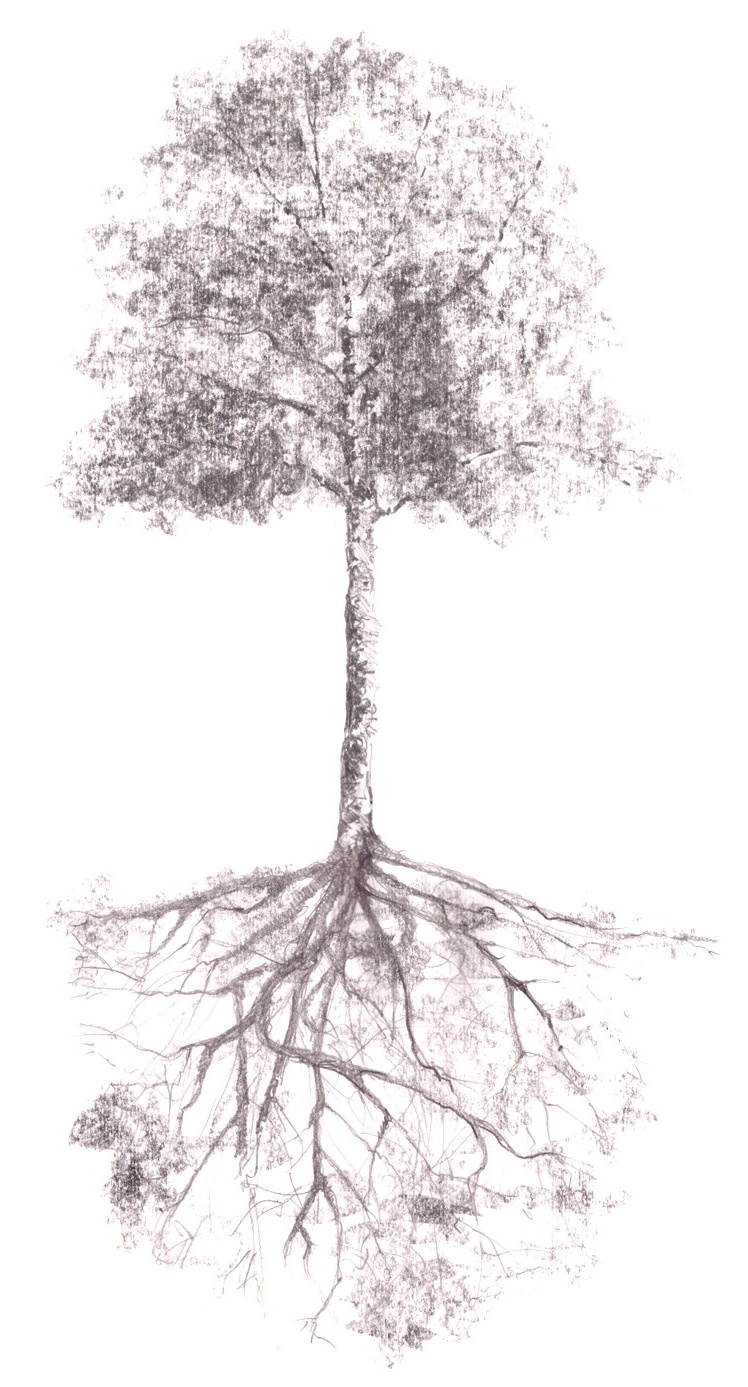 dessin arbre avec racines