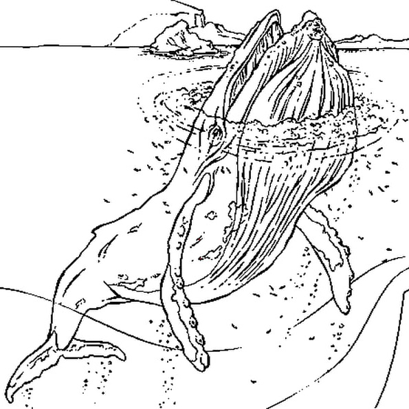 Dessin Baleine élégant Stock Baleine à Bosses Coloriage