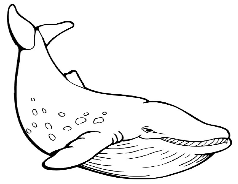 tag dessin baleine r=coursdetecktonik