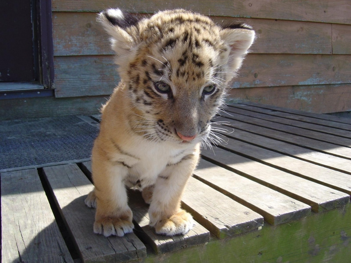 fond ecran bebe tigre