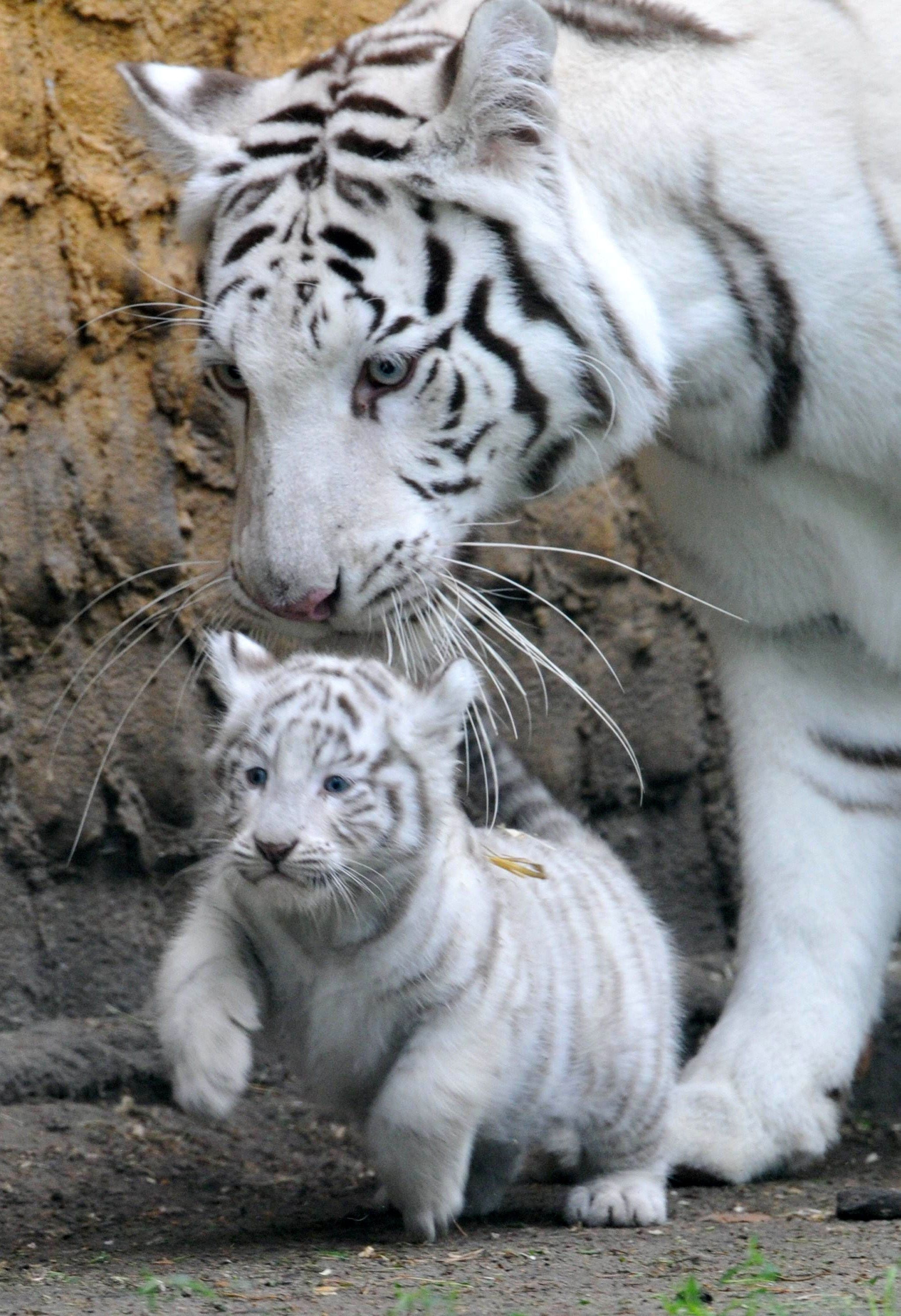 bebe tigre mignon