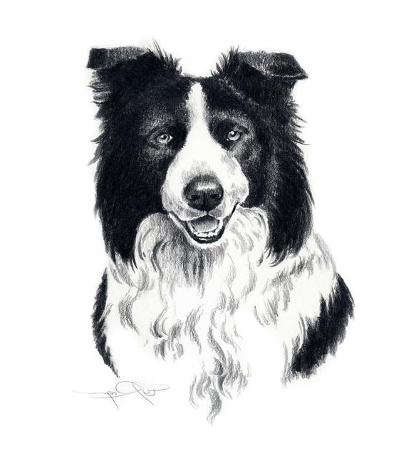 border collie dog art print signed by