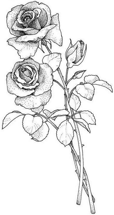 dessin rose bouquet