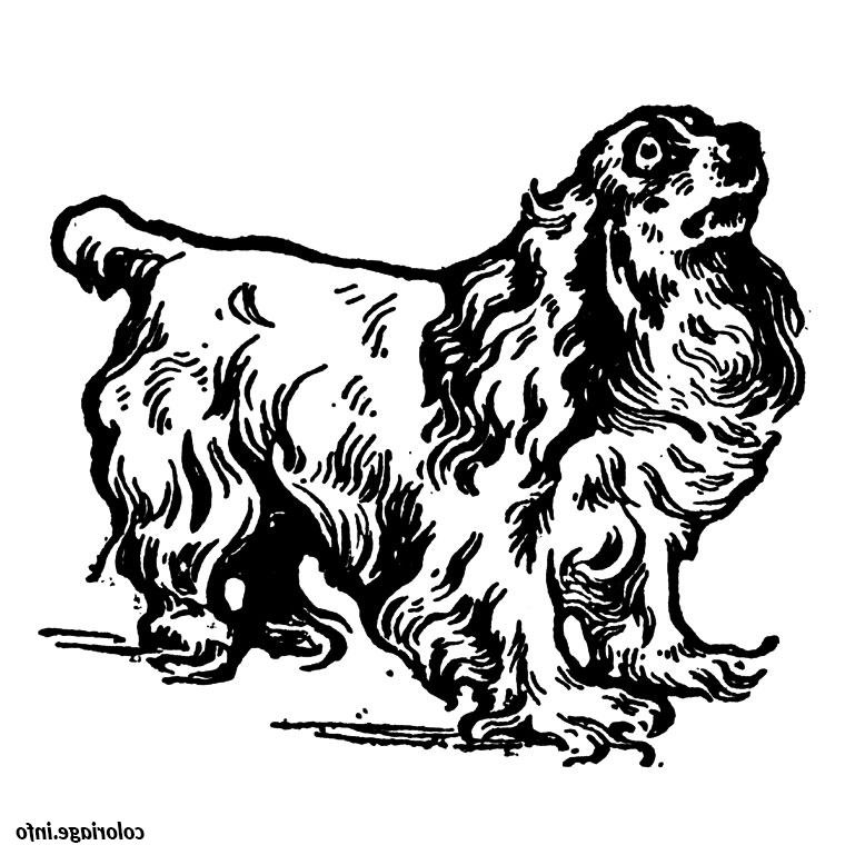 chien cavalier king charles coloriage dessin 2179