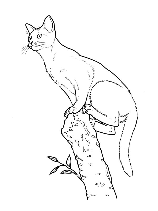 coloriage chat sur le tronc