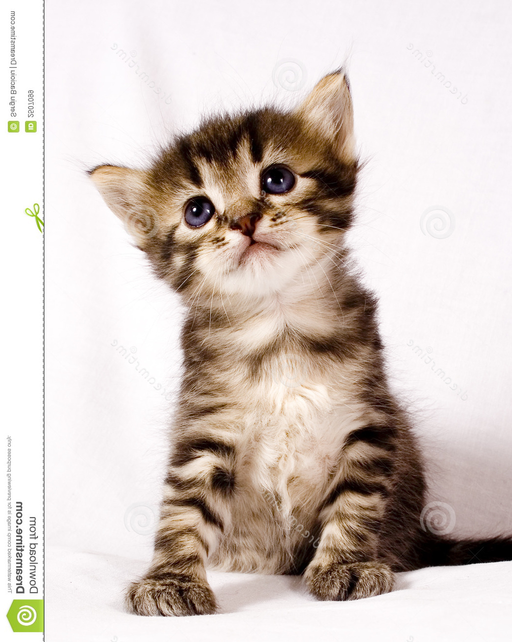 imágenes de archivo libres de regalas gato lindo image