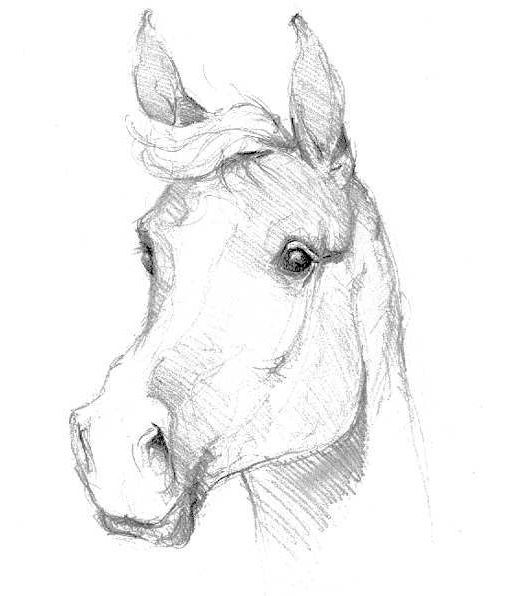 dessin cheval facile fj68