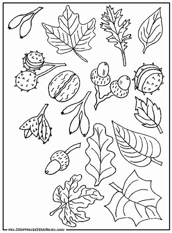 coloriage feuille coloriage 45 645 10