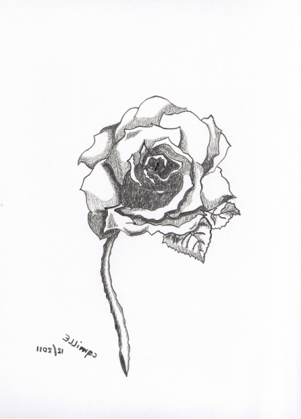 dessin dessin rose crayon fleurs fleurs crayon une rose pour mag p