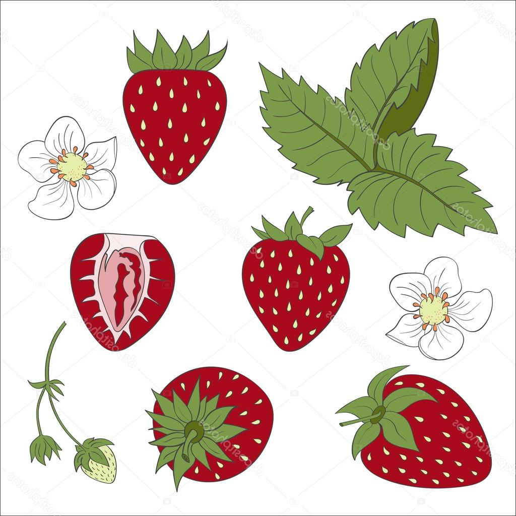 stock illustration set strawberry positions strawberry leaf