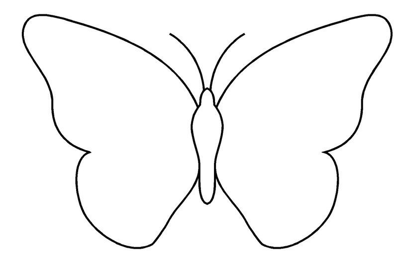 287 papillons transparents