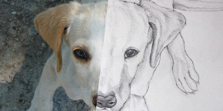 apprendre dessiner un chien vu haut