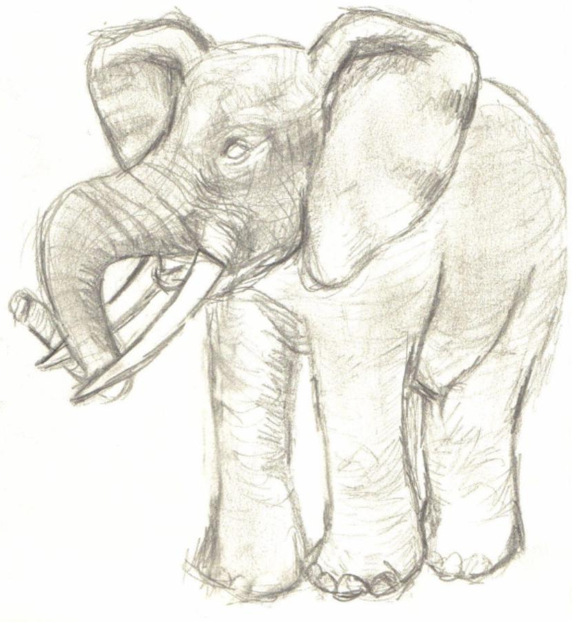 Elephant d afrique oreilles decollees D02