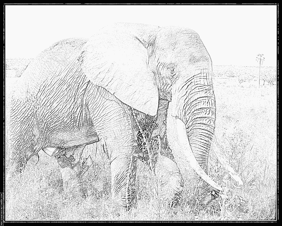 coloriage elephant d afrique tanzanie 04 elephant d afrique
