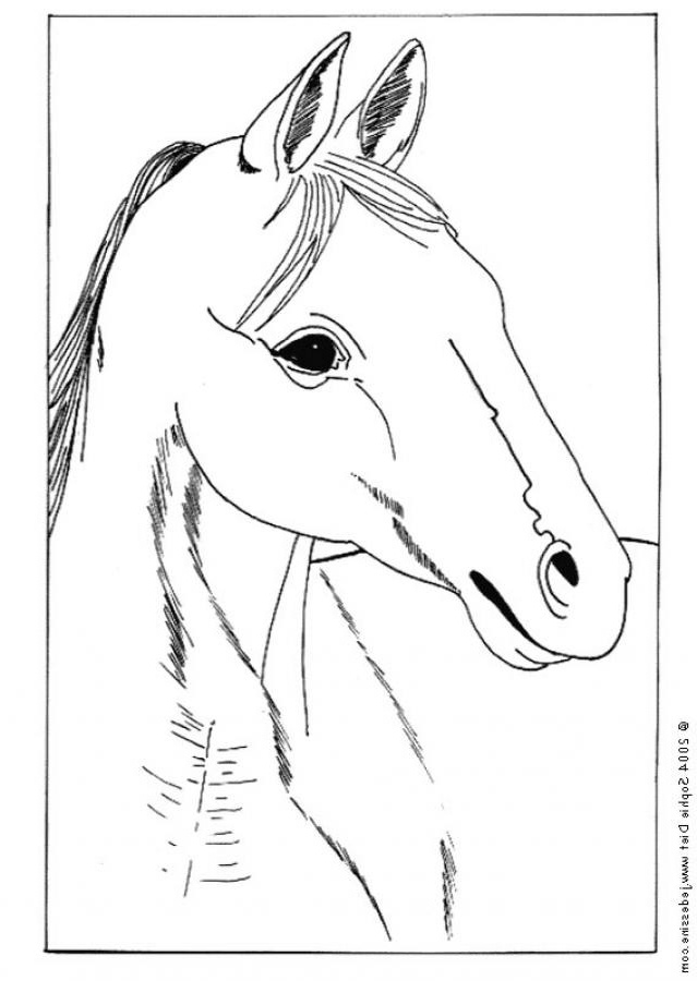 portrait de cheval facile