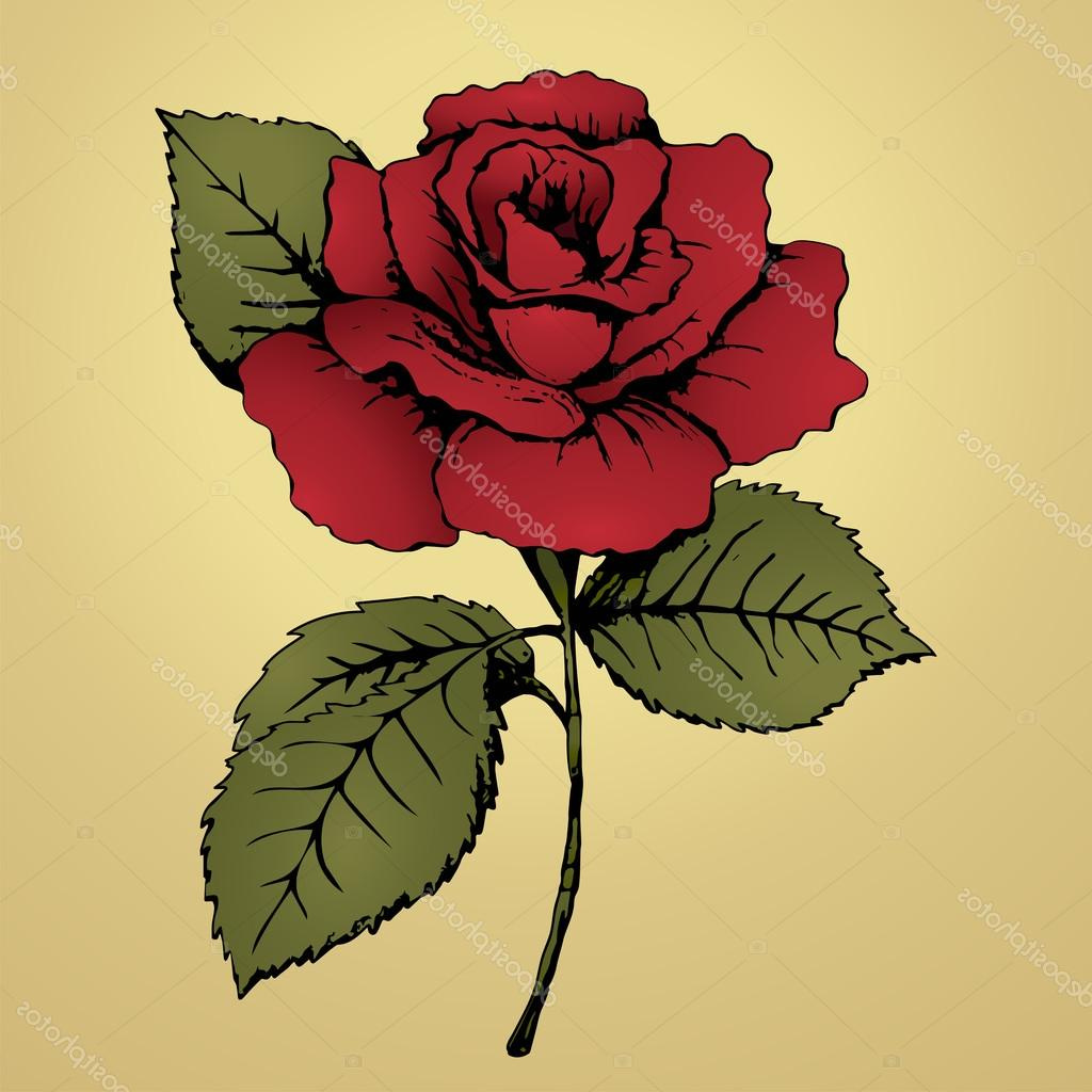 stock illustration flower red rose hand drawing