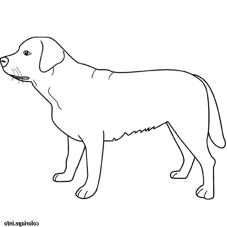 chien labrador coloriage 2148