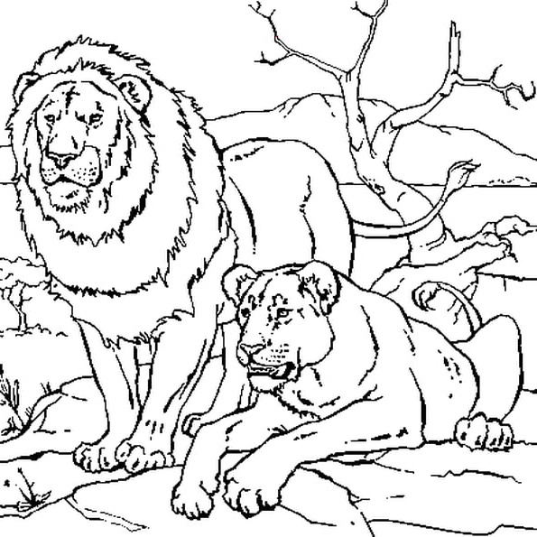 lion et lionne coloriage