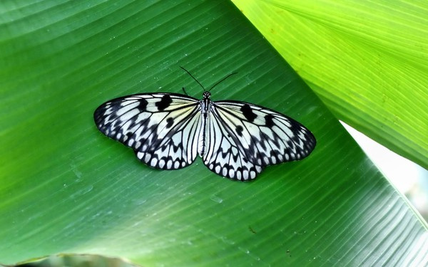 248 papillon noir et blanc