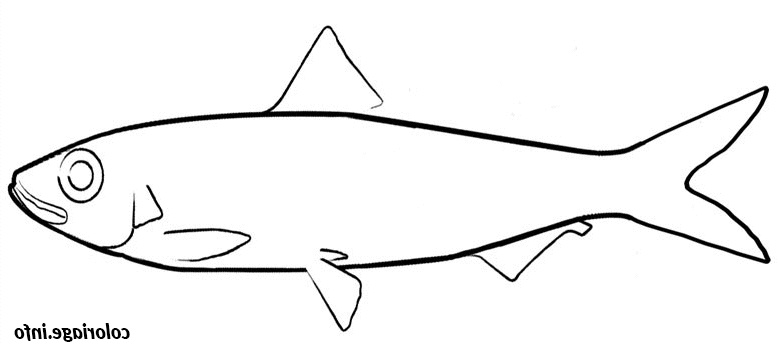 poisson d avril coloriage dessin 9974