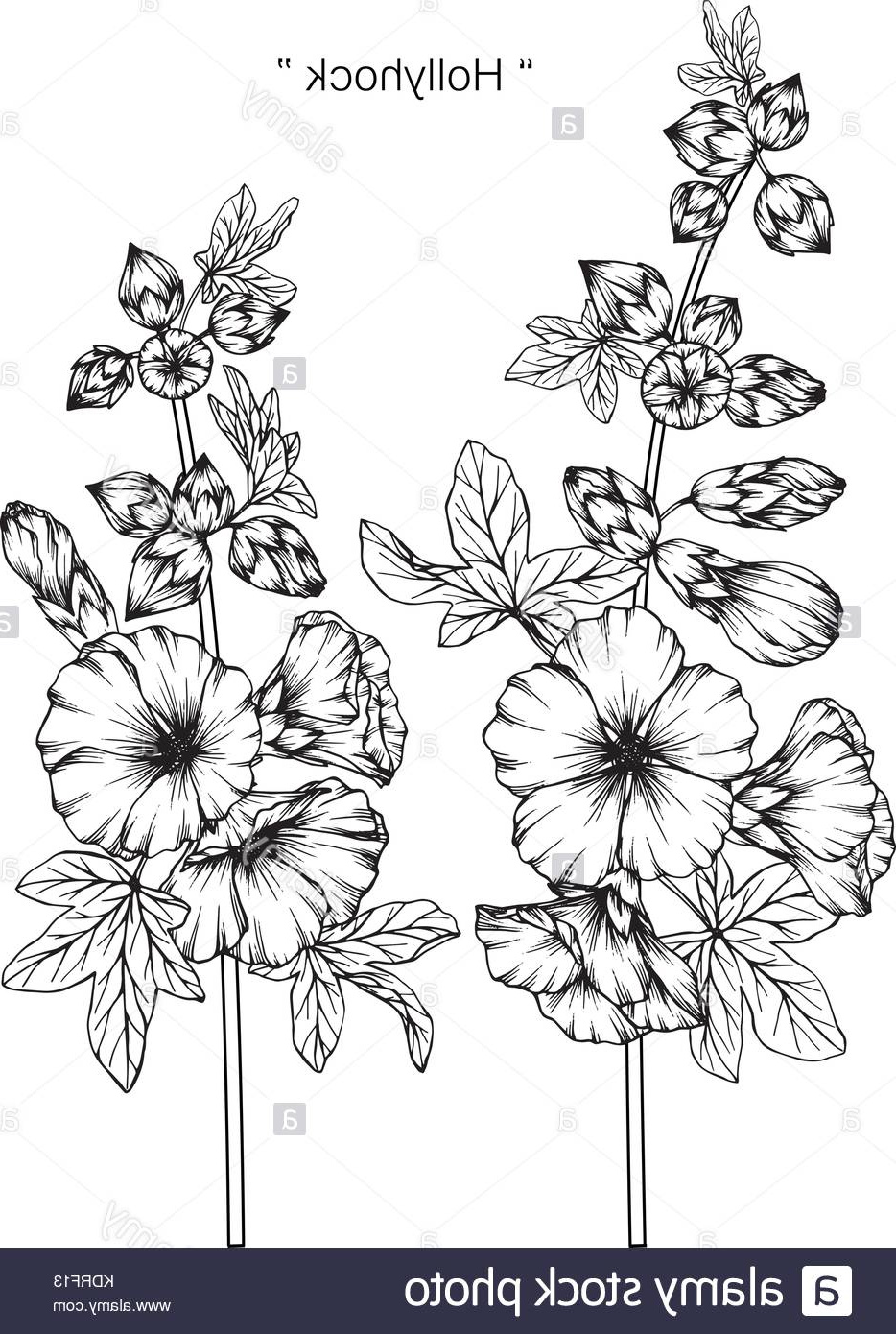 photo image dessin de fleurs rose tremiere illustration noir et blanc avec des illustrations