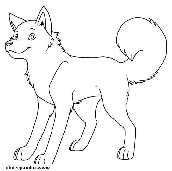 chien husky aux yeux bleue coloriage dessin