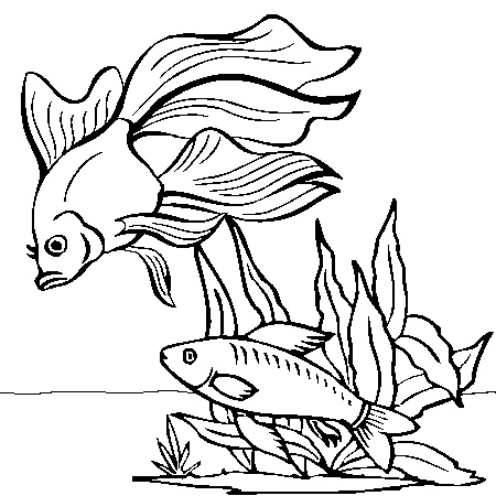 dessin imprimer poisson rouge