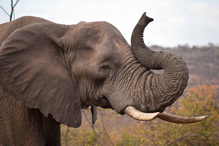 11 razones por las que los elefantes son uno de los mejores animales del planeta