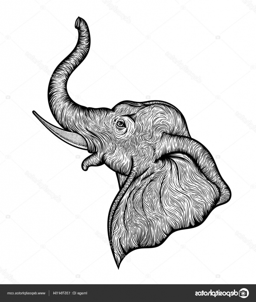 stock illustration head of elephant in profile