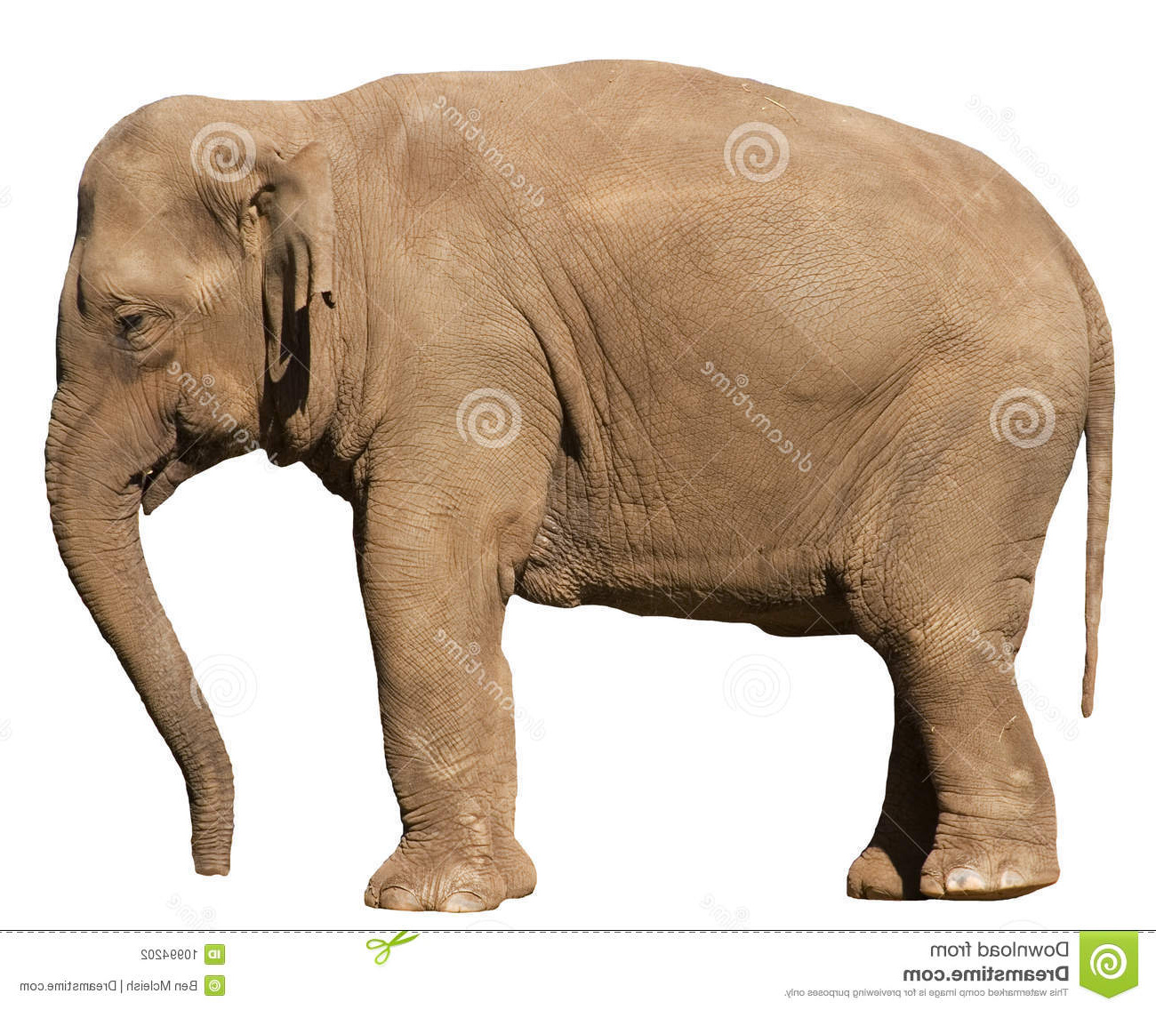 stock photography isolated elephant profile image