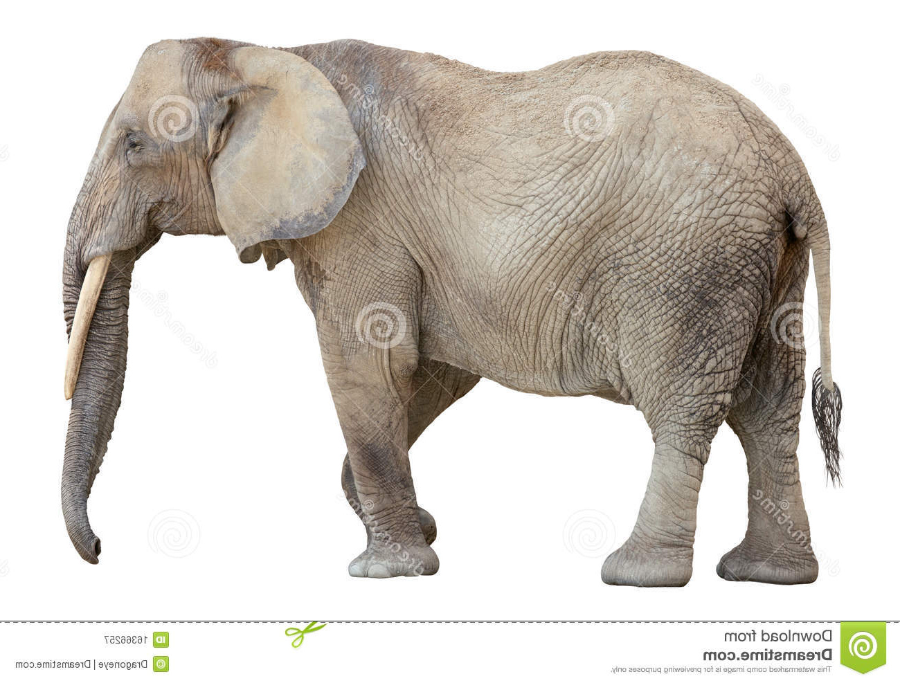 fotografia stock libera da diritti ritaglio dell elefante africano image