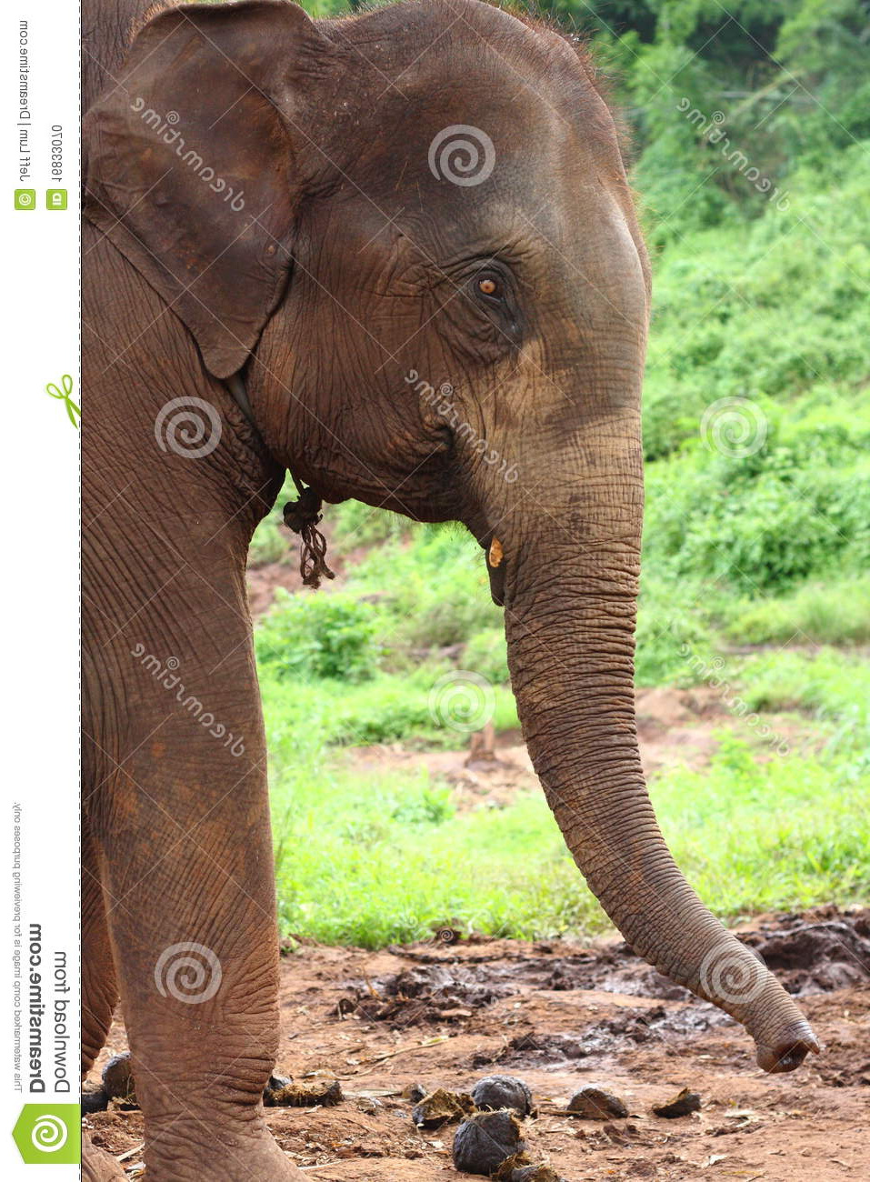 photo stock profil de tête d éléphant image