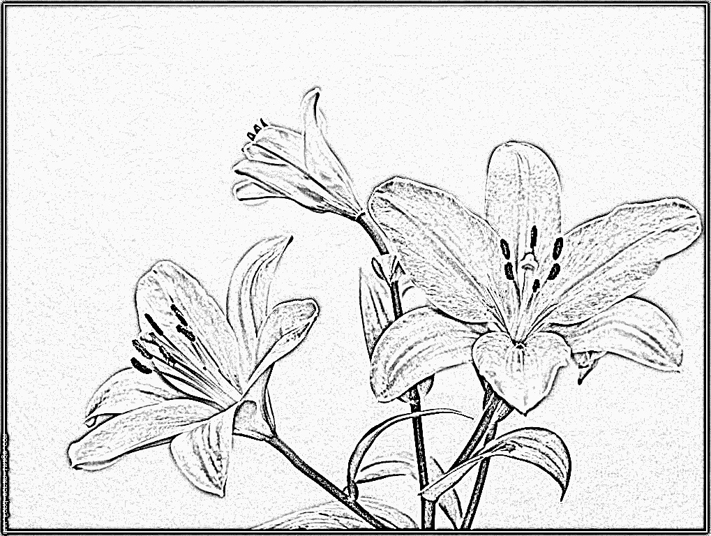 coloriage lys 0066 fleur lys