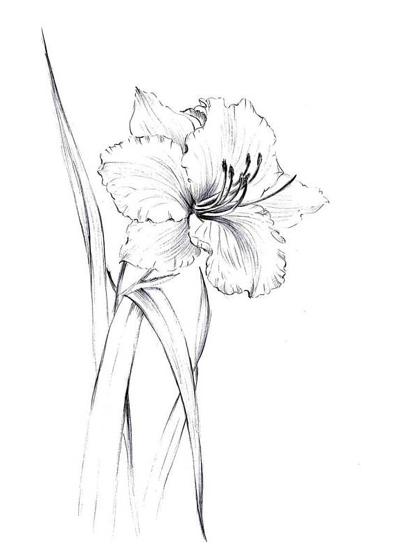fleur de lys dessin de ligne carnet de