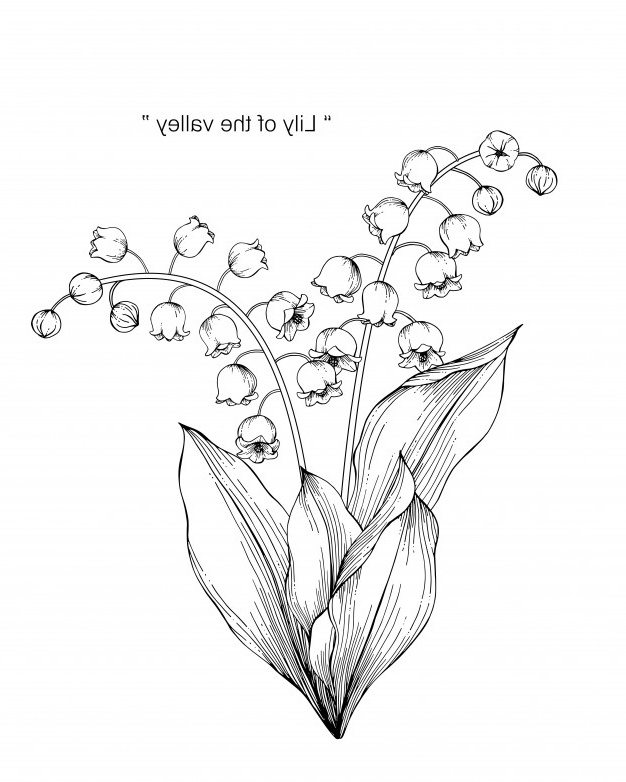 fleur lys vallee dessin illustration