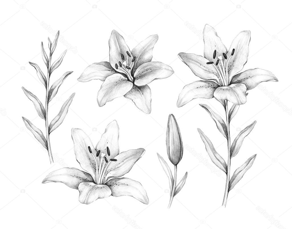 stock photo pencil drawing of lily flower
