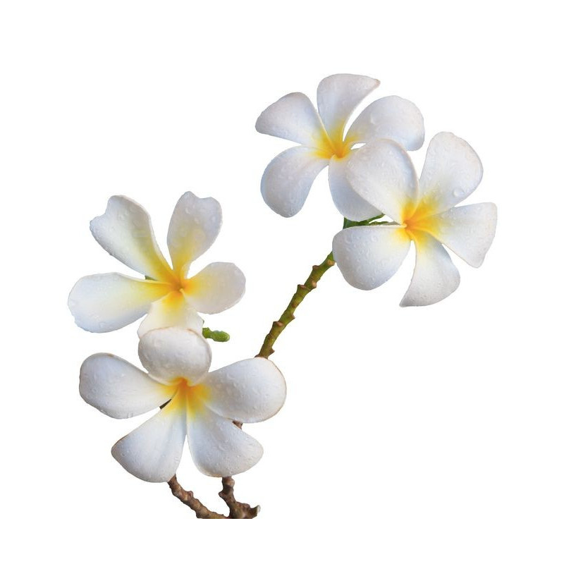 sticker fleurs blanches tiare