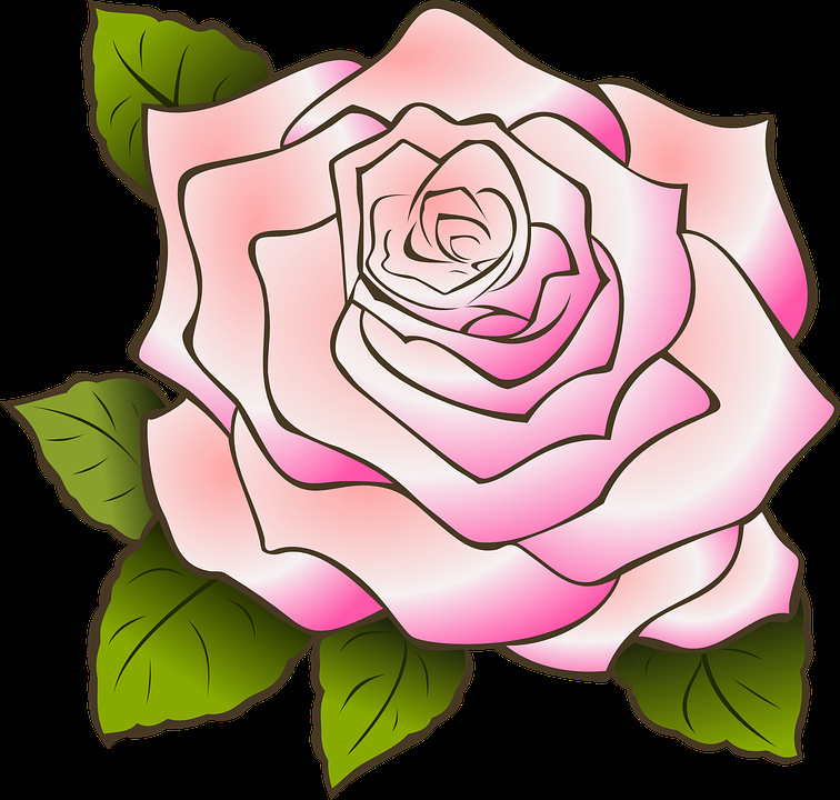 rose dessin vintage pétales fleur