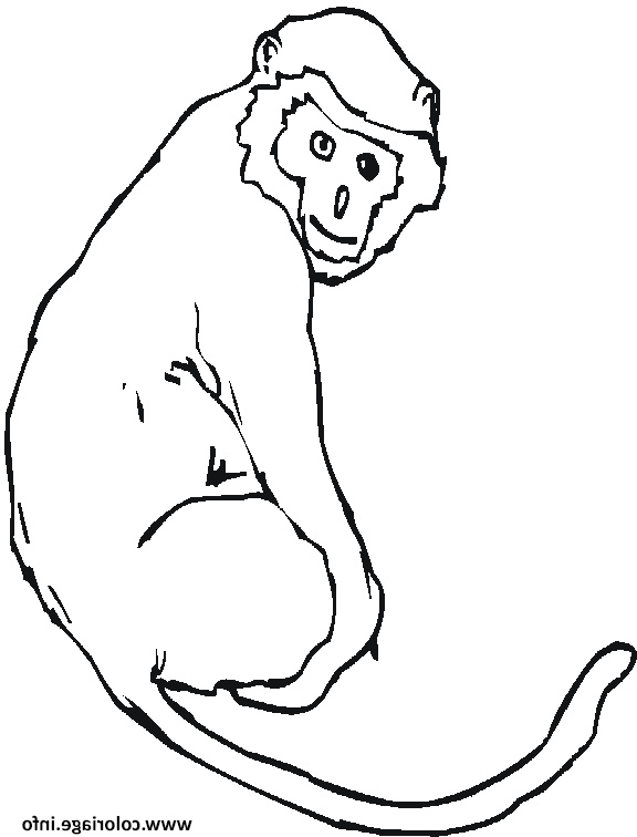 un singe avec sa queue coloriage