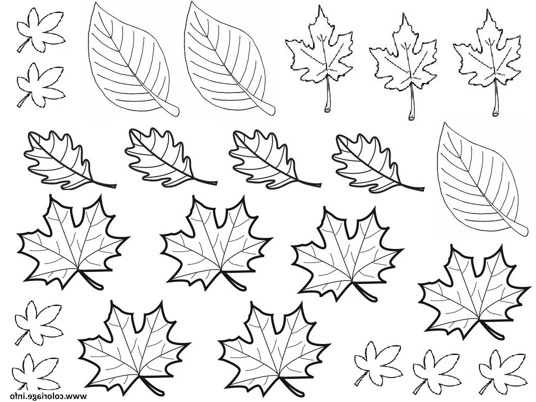 dessin automne feuilles coloriage