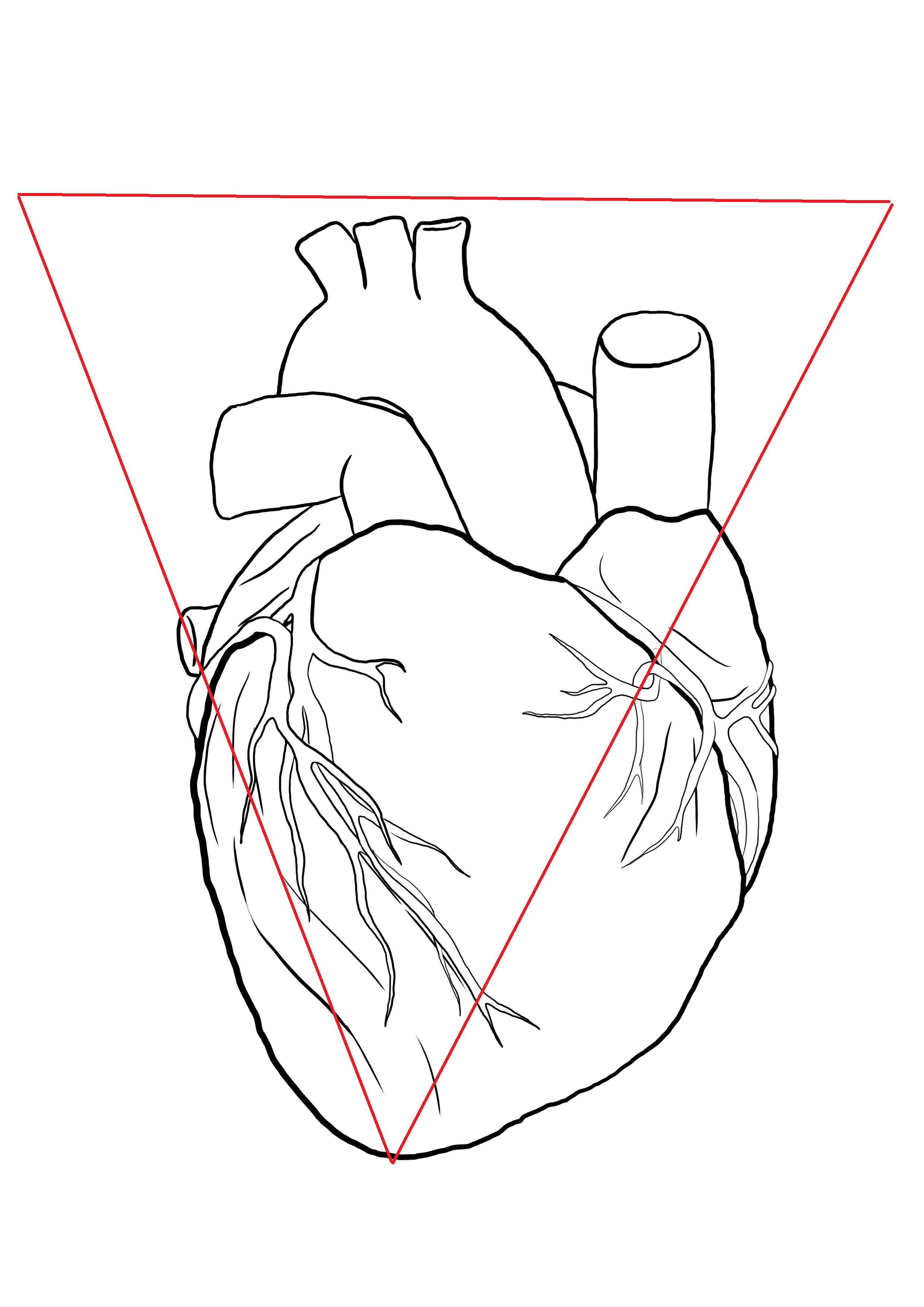 dessiner coeur humain anatomique
