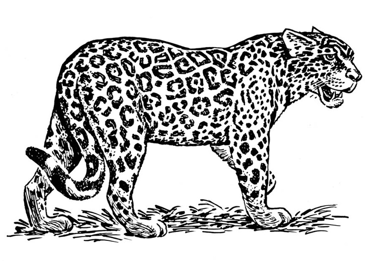 coloriage jaguar i
