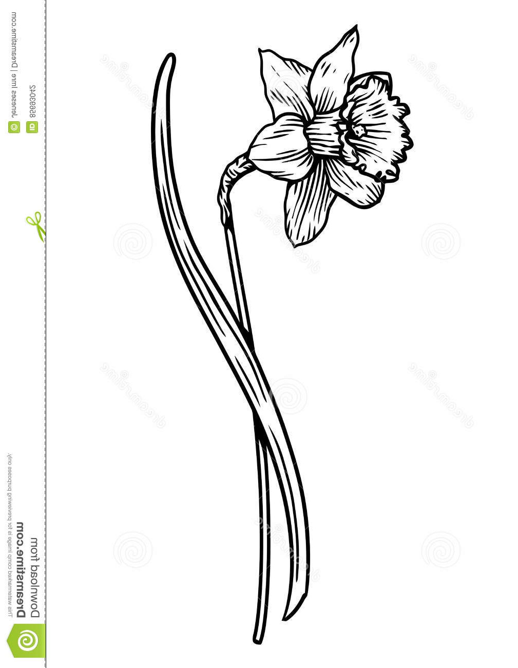 illustration stock illustration de fleur de jonquille dessin gravure schéma image