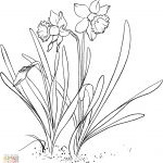 6441 coloriage narcissus pseudonarcissus ou narcisse 3314 fleur jonquille coloriage dessin